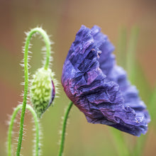 Load image into Gallery viewer, Papaver rhoeas &#39;Amazing Grey&#39; (Poppy) Seeds

