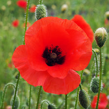 Load image into Gallery viewer, Papaver rhoeas (Poppy) Seeds
