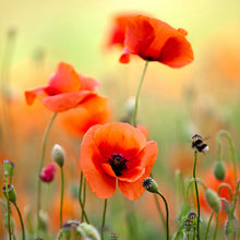 Load image into Gallery viewer, Papaver rhoeas (Poppy) Seeds

