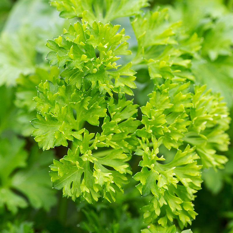 Parsley – Moss Curled Seeds