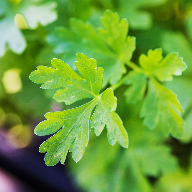 Parsley – Plain (French) Seeds
