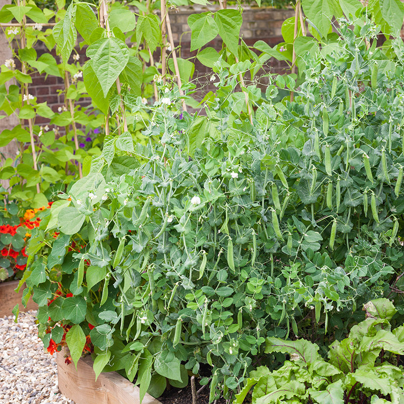 Pea ‘Lincoln’ Seeds – Stocks & Green