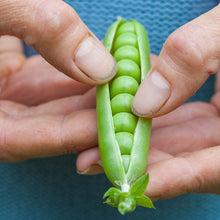 Load image into Gallery viewer, Pea &#39;Lincoln&#39; Seeds
