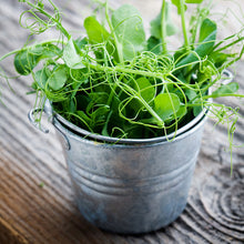 Load image into Gallery viewer, Pea &#39;Serge&#39; – Pea Shoots - Seeds
