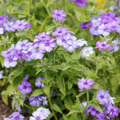 Phlox drummondii 'Moody Blues' Seeds