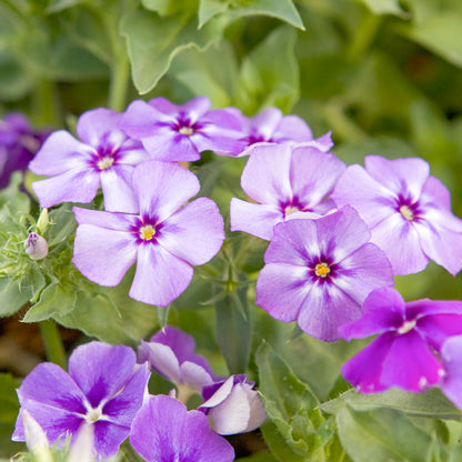 Phlox drummondii 'Moody Blues' Seeds