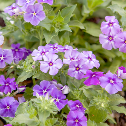 Phlox drummondii 'Moody Blues' Seeds
