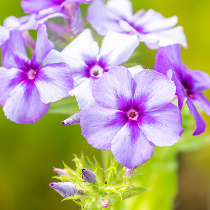 Phlox drummondii 'Moody Blues' Seeds