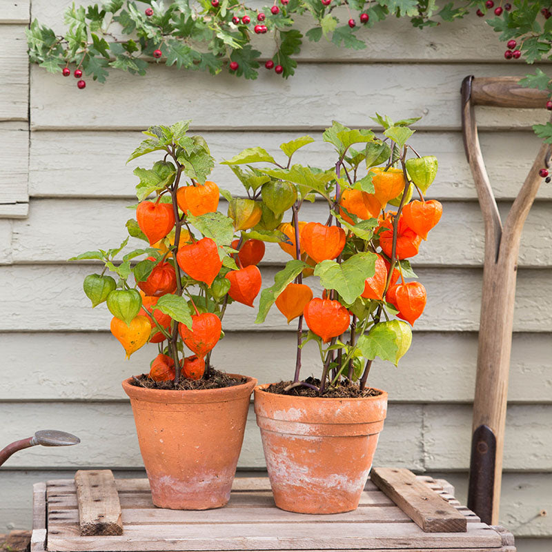 Physalis franchettii - Seeds
