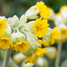 Load image into Gallery viewer, Primula veris - Cowslip Seeds
