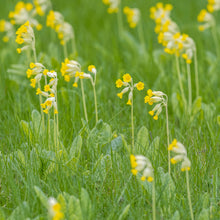 Load image into Gallery viewer, Primula veris - Cowslip Seeds
