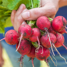Load image into Gallery viewer, Radish &#39;Cherry Belle&#39; Seeds
