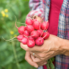 Load image into Gallery viewer, Radish &#39;Cherry Belle&#39; Seeds

