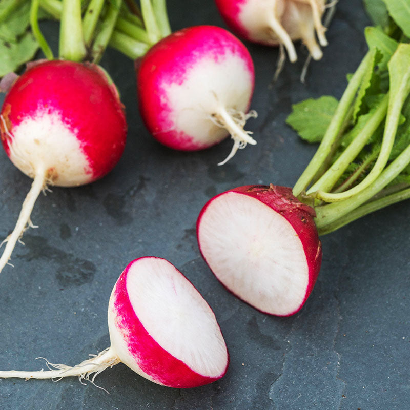 Radish 'Poloneza' Seeds