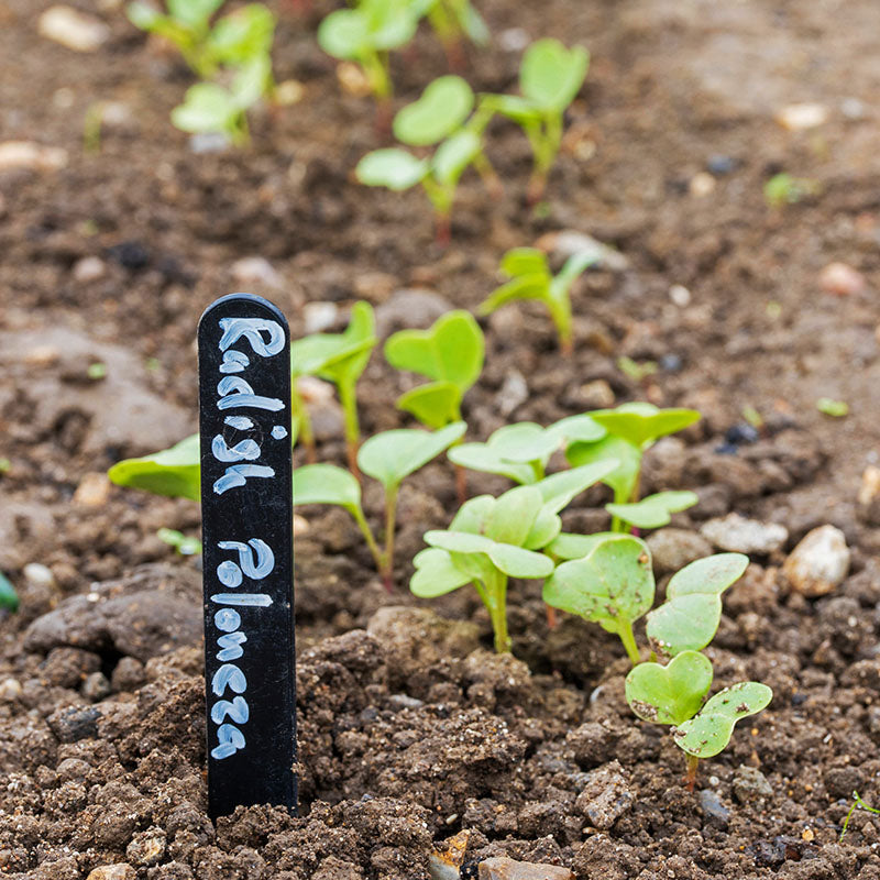 Radish 'Poloneza' Seeds