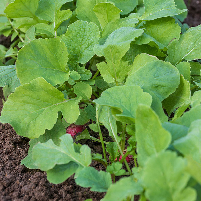 Radish 'Poloneza' Seeds