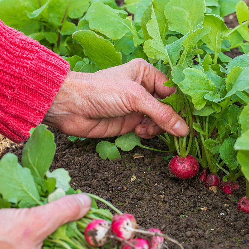 Radish 'Poloneza' Seeds