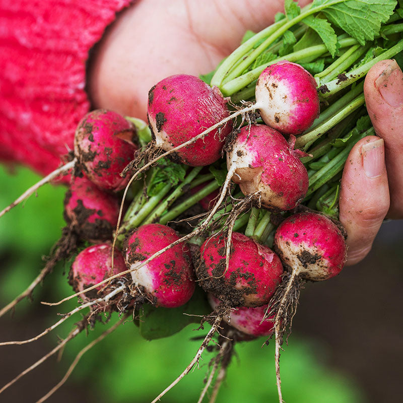 Radish 'Poloneza' Seeds