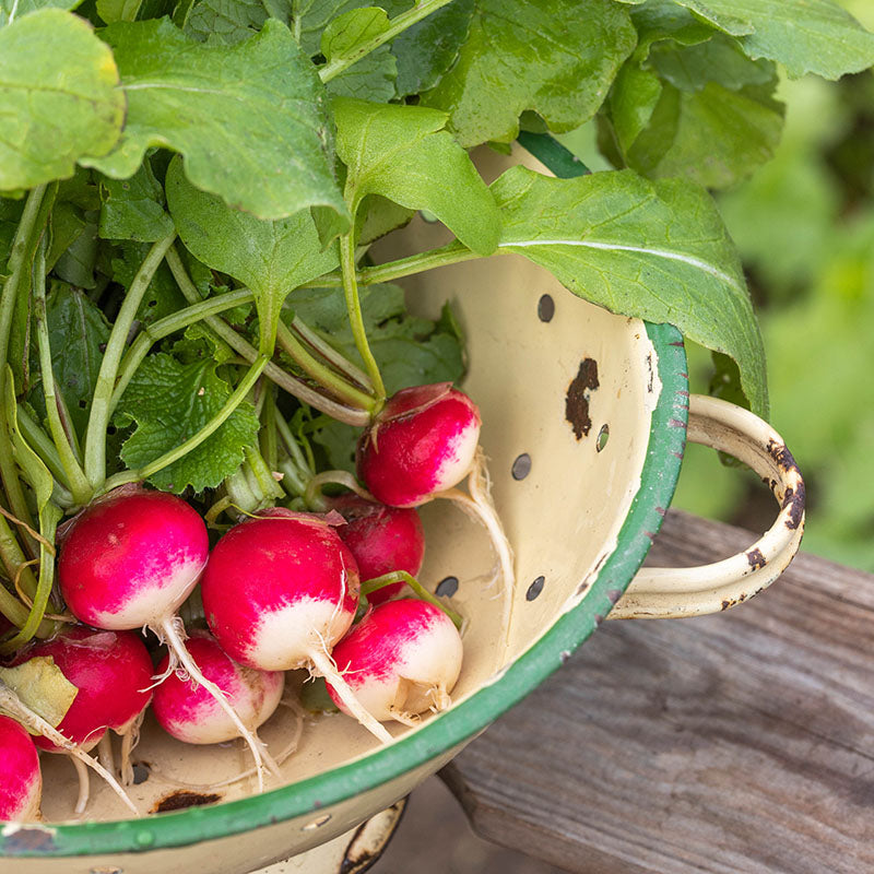 Radish 'Poloneza' Seeds