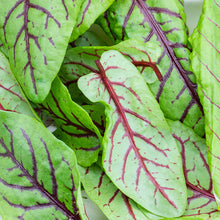 Load image into Gallery viewer, Red-Veined Sorrel Seeds
