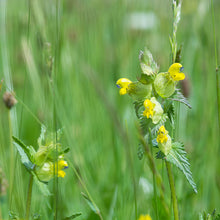 Load image into Gallery viewer, Rhinanthus minor (Yellow Rattle) Seeds
