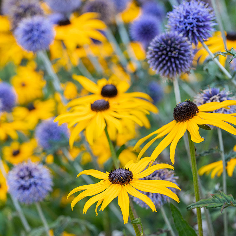Rudbeckia fulgida 'Goldsturm' Seeds