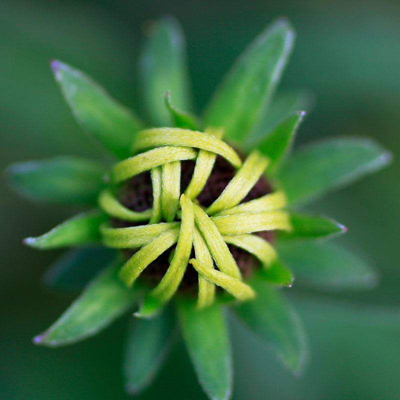 Rudbeckia hirta 'Irish Eyes' Seeds