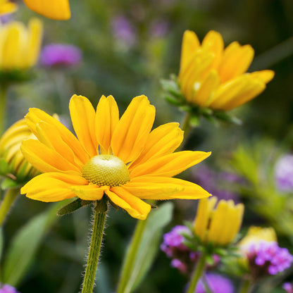 Rudbeckia hirta 'Irish Eyes' Seeds