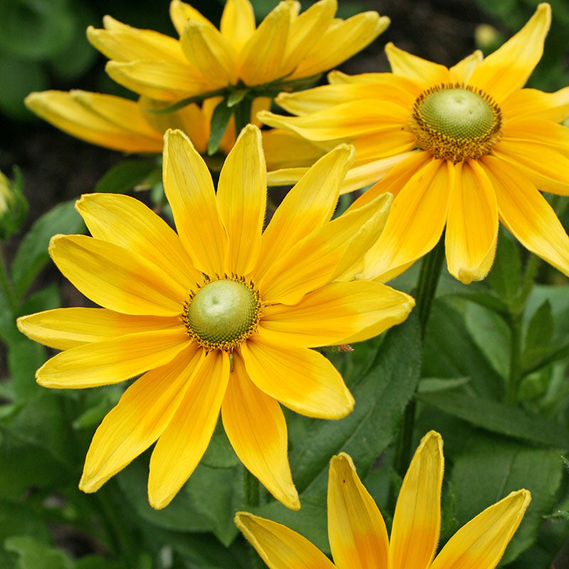 Rudbeckia hirta 'Irish Eyes' Seeds