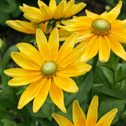Rudbeckia hirta 'Irish Eyes' Seeds