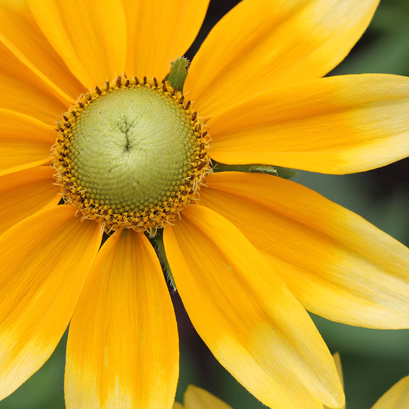 Rudbeckia hirta 'Irish Eyes' Seeds