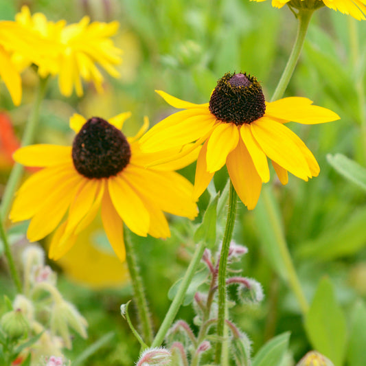 Rudbeckia hirta 'Marmalade' Seeds