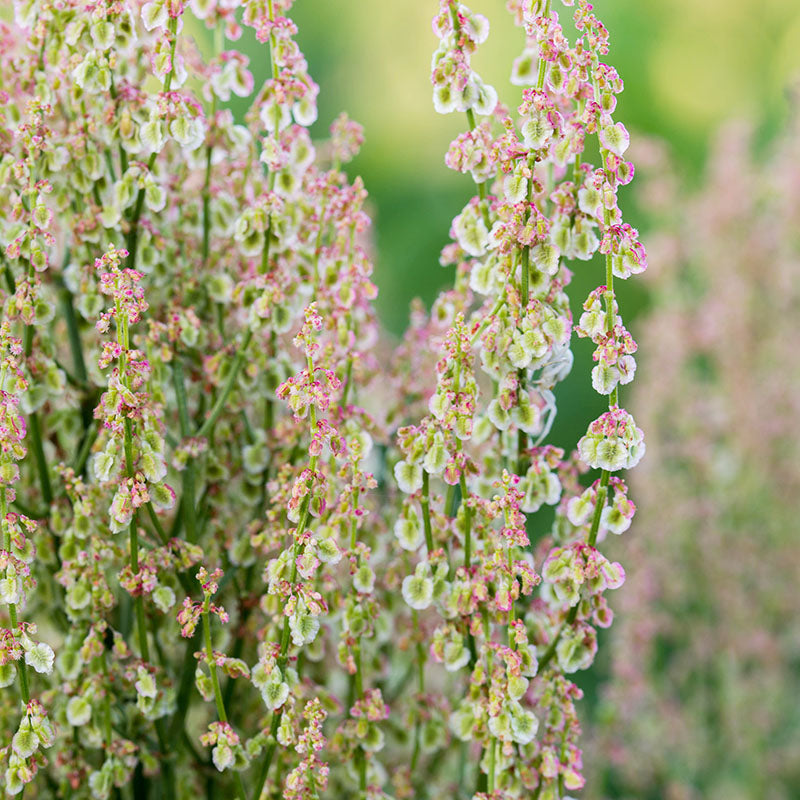 Rumex acetosella - Sheep's Sorrel Seeds – Stocks & Green