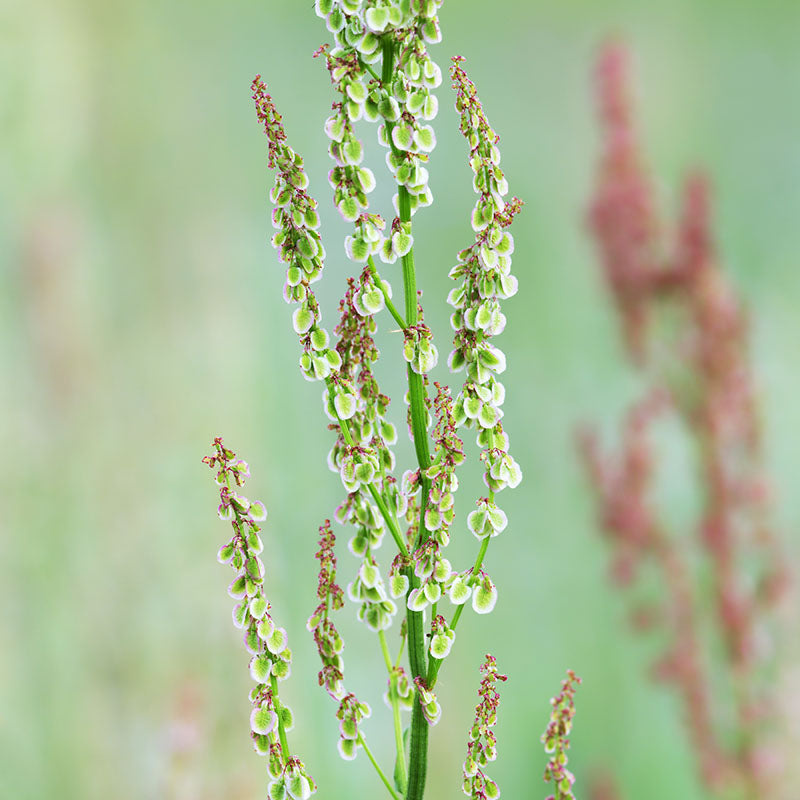Rumex acetosella - Sheep's Sorrel Seeds – Stocks & Green