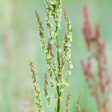 Load image into Gallery viewer, Rumex acetosella - Sheep&#39;s Sorrel Seeds

