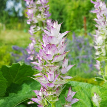 Load image into Gallery viewer, Salvia sclarea - Clary Sage Seeds
