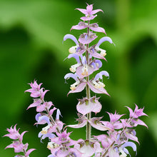 Load image into Gallery viewer, Salvia sclarea - Clary Sage Seeds
