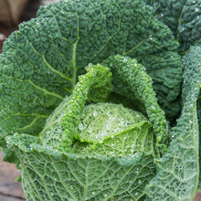 Load image into Gallery viewer, Savoy Cabbage &#39;Vertus&#39; Seeds
