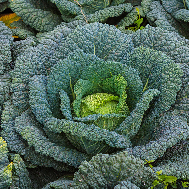 Savoy Cabbage 'Vertus' Seeds