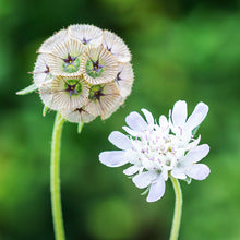 Load image into Gallery viewer, Scabiosa stellata PingPong Seeds
