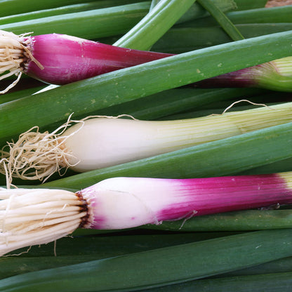 Spring Onion 'Lilia' - Seeds