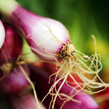 Load image into Gallery viewer, Spring Onion &#39;Lilia&#39; - Seeds
