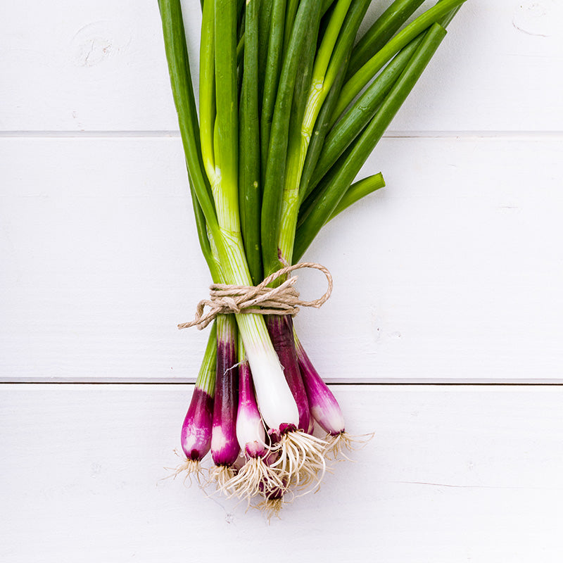 Spring Onion 'Lilia' - Seeds