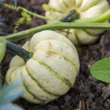 Load image into Gallery viewer, Squash &#39;Sweet Dumpling&#39; Seeds
