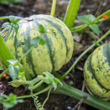 Load image into Gallery viewer, Squash &#39;Sweet Dumpling&#39; Seeds
