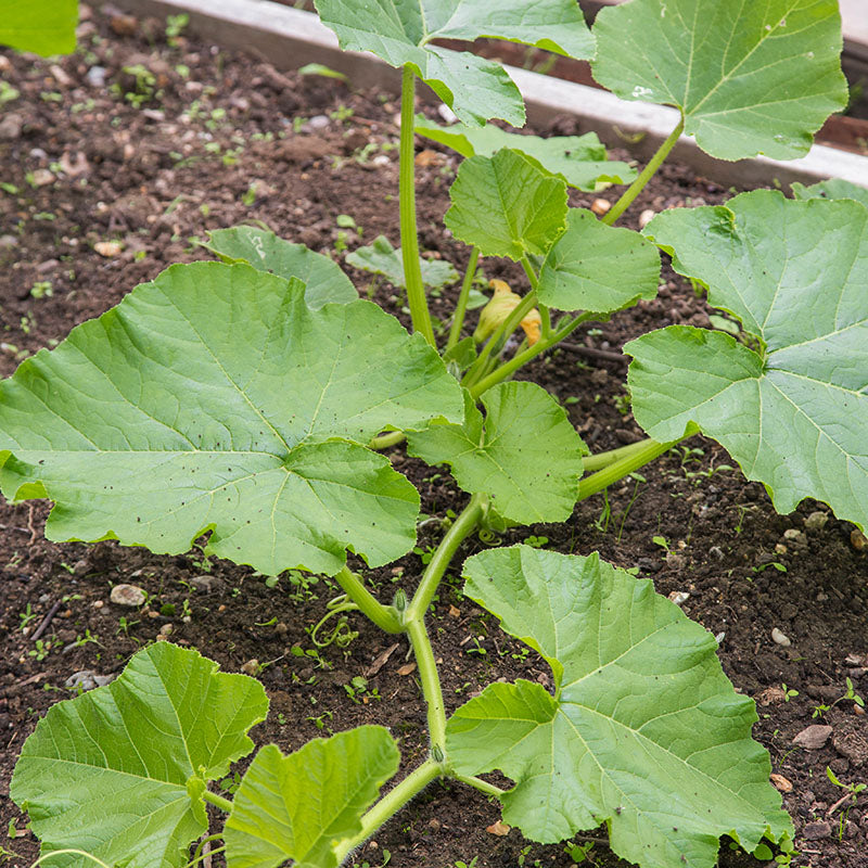 Squash 'Uchiki Kuri' Seeds