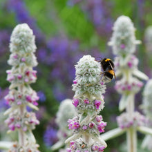 Load image into Gallery viewer, Stachys byzantina - Lamb&#39;s Ear Seeds
