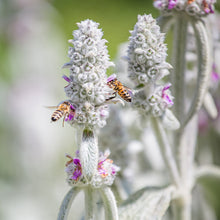 Load image into Gallery viewer, Stachys byzantina - Lamb&#39;s Ear Seeds
