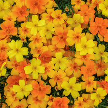 Load image into Gallery viewer, Tagetes &#39;Gem Mix&#39; Seeds
