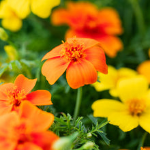 Load image into Gallery viewer, Tagetes &#39;Gem Mix&#39; Seeds
